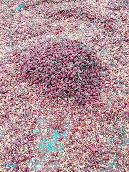 WILD HARVESTED HIMALYAN ROSE HIP OIL 50 ml.